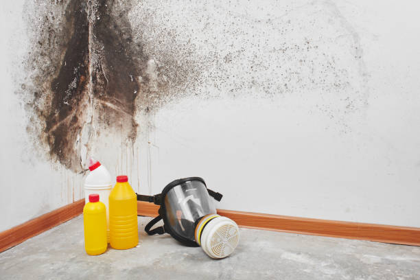 Crawl Space Mold Removal in Town Line, NY
