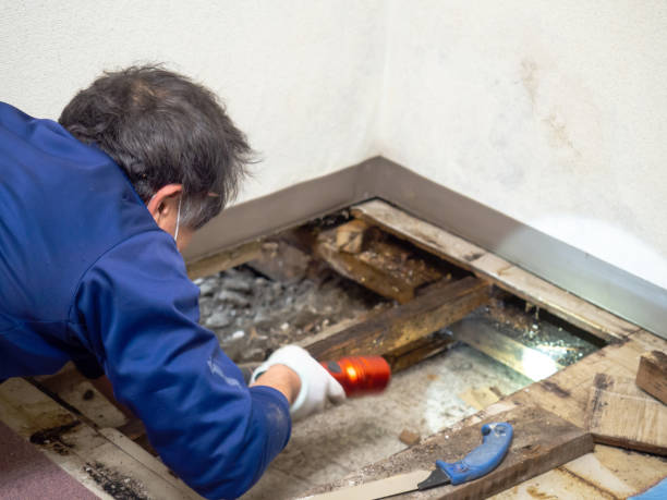 Best Attic Mold Removal  in Town Line, NY
