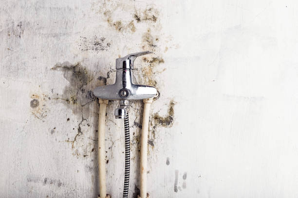 Best Mold Damage Repair  in Town Line, NY