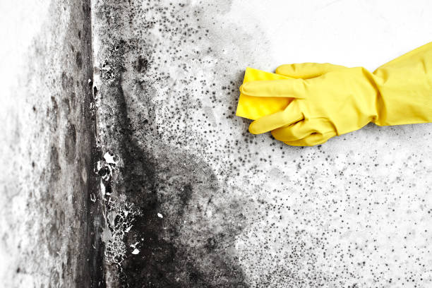 Best Mold Cleaning Services  in Town Line, NY