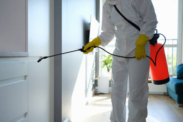 Best Toxic Mold Removal  in Town Line, NY