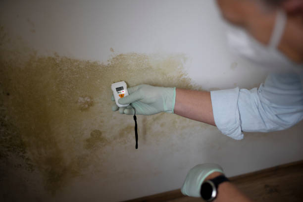 Best Office Mold Removal Services  in Town Line, NY