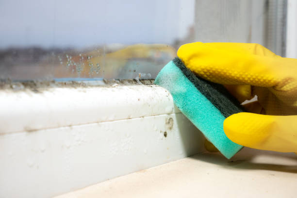 Best Crawl Space Mold Removal  in Town Line, NY