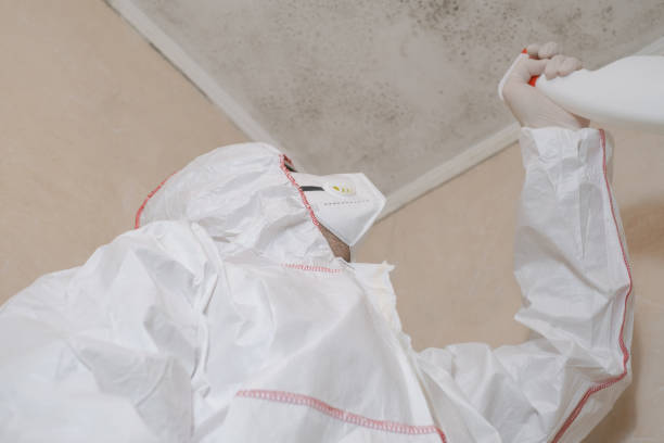 Mold Removal and Inspection in Town Line, NY