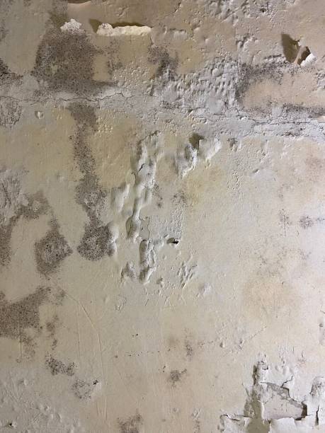Best Mold Removal Company Near Me  in Town Line, NY