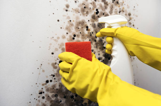 Best Commercial Mold Removal  in Town Line, NY