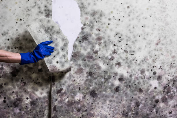 Best Attic Mold Removal  in Town Line, NY