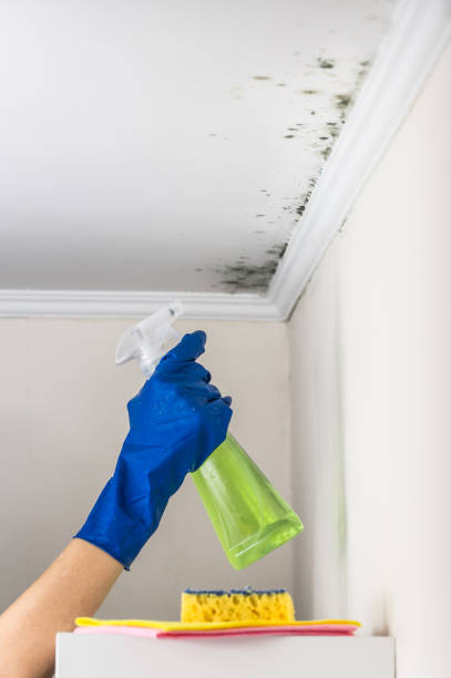 Best Fast Mold Removal  in Town Line, NY